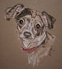 jack russel cross - Milly's portrait