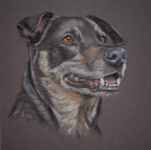 crossbreed dog portrait - Archie