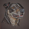 black and tan dog portrait