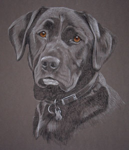 black lab portrait - gwilym