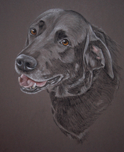 black lab portrait Tess