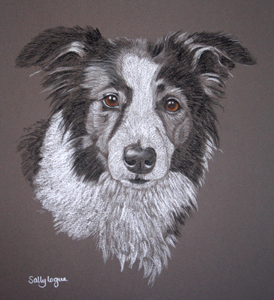 border collie Meg's portrait