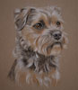 border terrier portrait