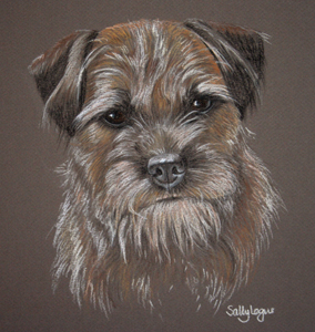 Tilly's Portrait, Border Terrier in pastel by Sally Logue