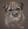 border terrier portrait, Tilly