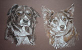 pastel portrait of border collies Bracken and Jess