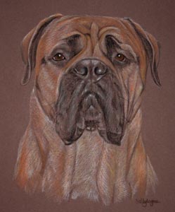 bullmastiff portrait - Douglas
