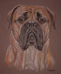 bullmastiff portrait - Douglas