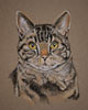tabby cat portrait - charlie
