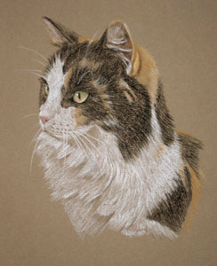 pastel portraits of tortoiseshell cat - Chrissy