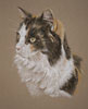 tortoise shell cat portrait - chrissy