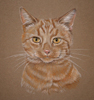 ginger tom cat - Joseph