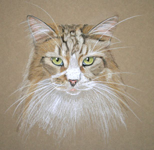 Maincoon Cat Portrait - Woody