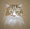 tabby and white cat - woody