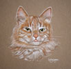 ginger cat portrait - malibu