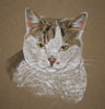 tabby and white shorthaired cat