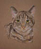 tabby cat portrait - oscar