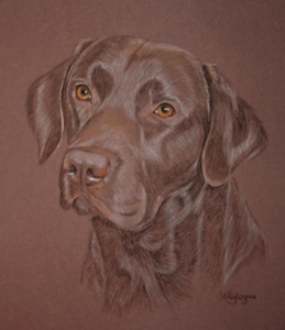 Chocolate Labrador Portrait - Cooper