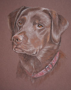 chocolate lab portrait - Nelly