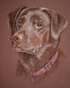 Nelly - Chocolate lab portrait