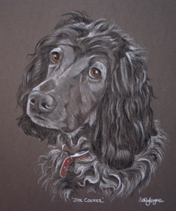 cocker spaniel portrait - Joe Cocker