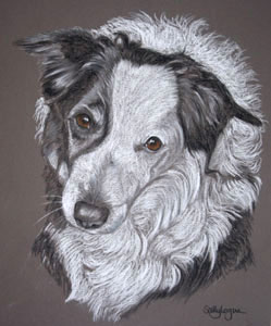 pastel portrait of border collie - Chez