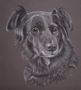 collie cross portrait, Holly