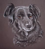 Holly - collie cross portrait