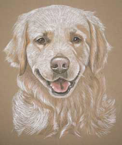 pastel portrait of golden retriever - dylan