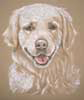 golden retriever portrait - dylan