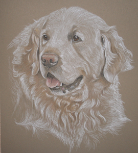 golden retriever  - Jasper's Portrait