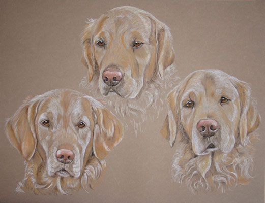 portrait of 3 golden retrievers - Holly Cora and Frodo