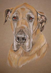 Great Dane Rudy's portrait