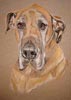 great dane portrait