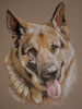 german shepherd dog portrait - Ben