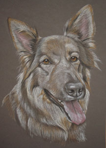 pastel portrait of Jasmin - gsd cross