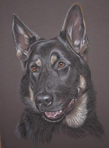 pastel portrait of Duke, black german shepherd dog