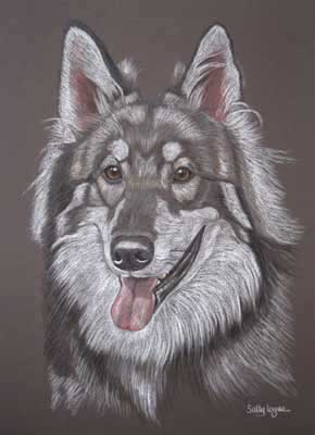 pastel portrait of GSD husky cross - Raiden