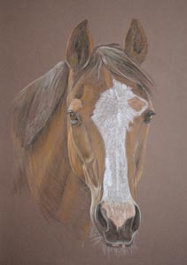 Clydesdale Horse Portrait in pastel - Matty