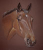 pastel portrait of bay pony 'Gizmo'