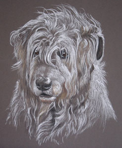 irish wolf hound portrait - willow