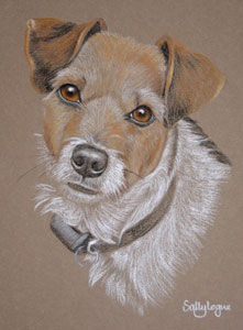 'pickles' - jack russell portrait