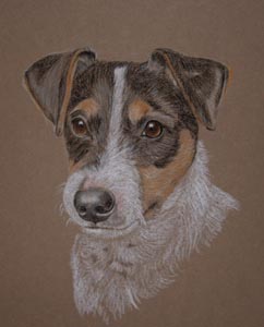 pastel portrait of jack russell Rosie