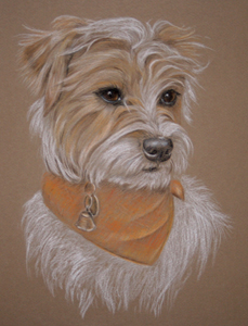 Jack russell portrait - Snuffel