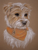 jack russel terrier portrait - Snuffel