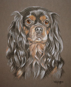 KIng Charles Spaniel,  Daisy's portrait