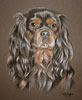 daisy king charles spaniel  portrait