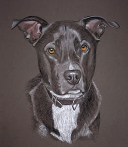 2nd pastel portrait of Sam, lab staffy cross