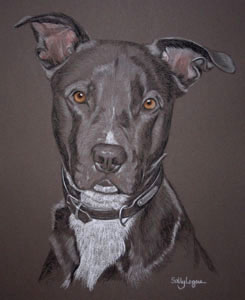 pastel portrait of Sam, lab staffy cross