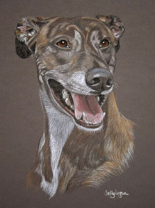 short haired brindle lurcher Dillon's portrait